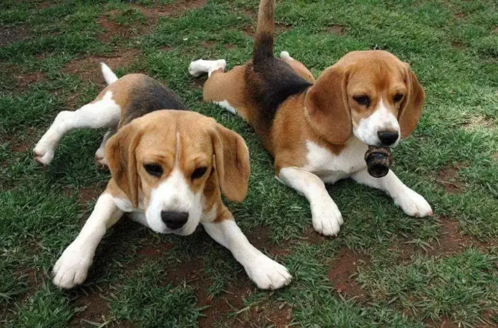 5 Tips to Take Care of Beagle Basset Hound Mix