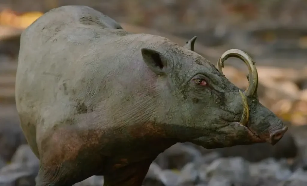 Babirusa The Swine with Curved Tusks and Ancient Origins