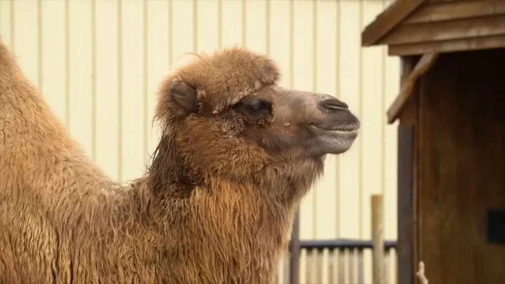 Bactrian Camel Mastering the Art of Survival with Twin Humps