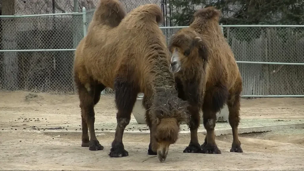 Bactrian camel Appearance