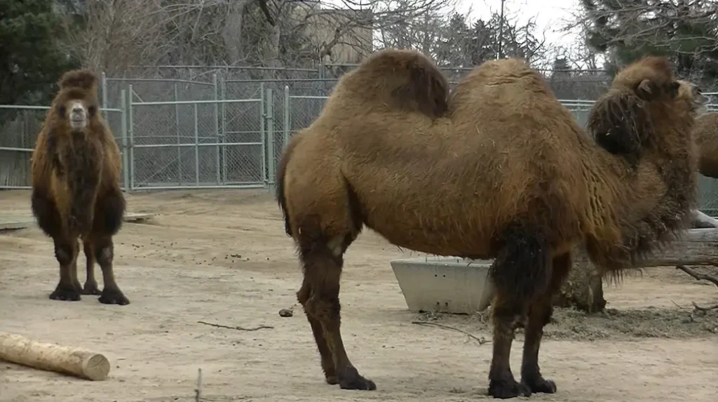 Bactrian camels habitat