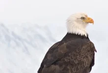 Bald Eagle The Emblematic Bird of the USA