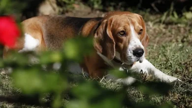 Basset Hound Beagle Mix health issues
