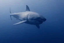 Bull Shark The Aggressive Opportunist of Aquatic Ecosystems