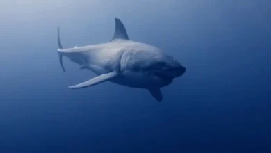 Bull Shark The Aggressive Opportunist of Aquatic Ecosystems