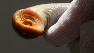 Lamprey Master of Suction with No Jaws to Speak Of