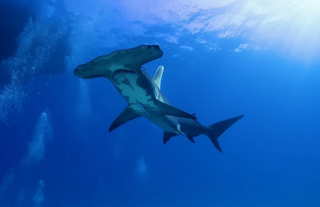 Hammerhead Shark: The Signature Hammer Head | The Infox