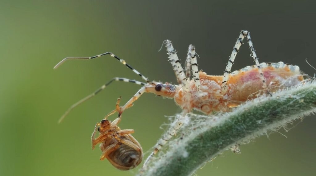 Assassin Bugs (Kissing Bugs)