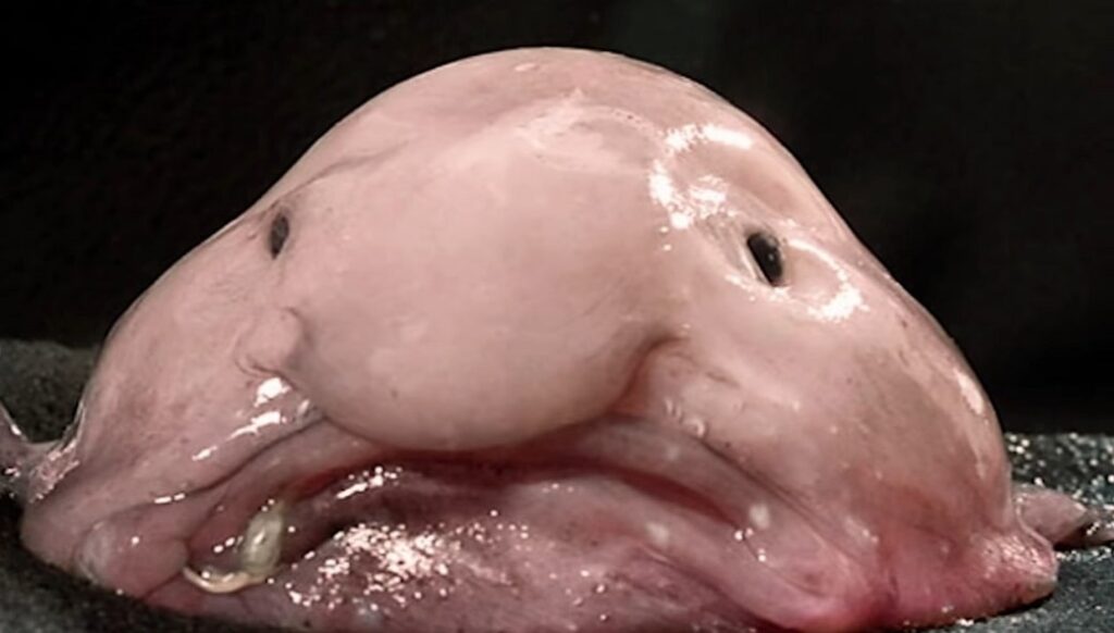 Blobfish pictures