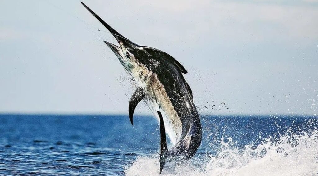 Black Marlin