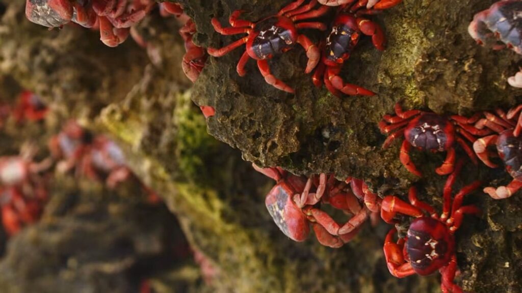 Christmas Island Red Crab habitat