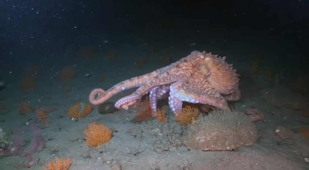 Giant Pacific Octopus: The Colossal Creature of the Deep | The Infox