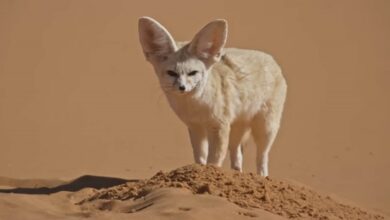 fennec fox adaptations Diet and Lifestyle