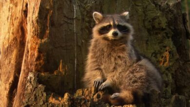 Don't Get Kissed! The Terrifying Rise of Raccoon Rabies