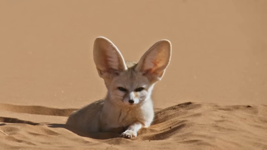 Fennec fox adaptations: How Ears Conquer the Heat! | The Infox