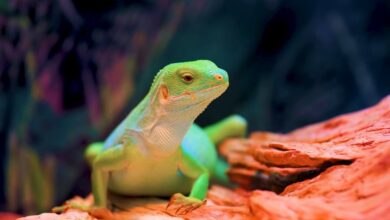 From Head to Tail Exploring Quirky Traits of Iguana as a Pet