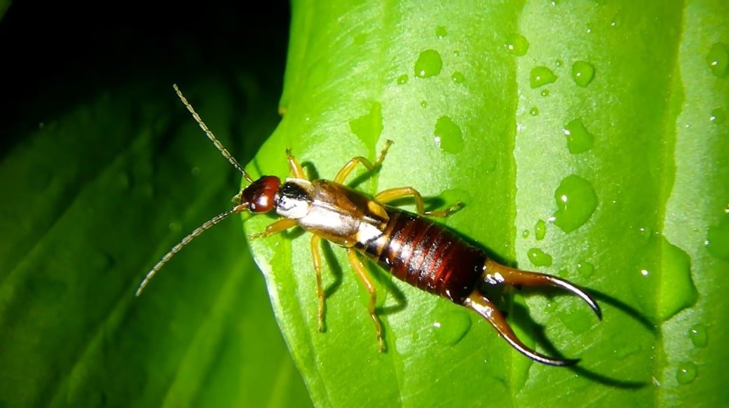 Earwig Bite: Symptoms, Treatment, and Prevention Guide | The Infox