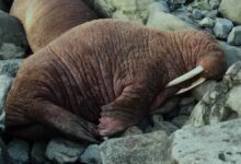 walrus Appearance - Walruses