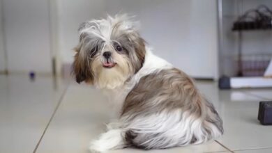 Living with a Shih Tzu Dog A Guide to Laughter, Laps, and Long Hair