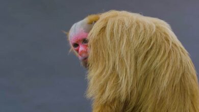 Uakari Facts