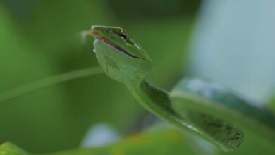 vine snakes Habitat