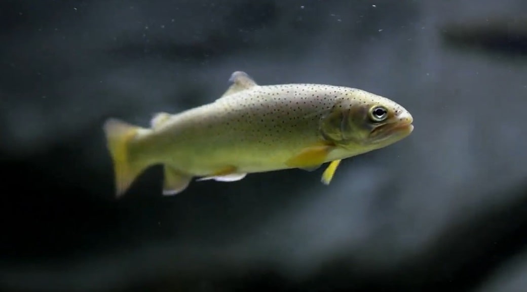 Trout Unlimited's New Film: Historic Apache Trout Recovery | The Infox