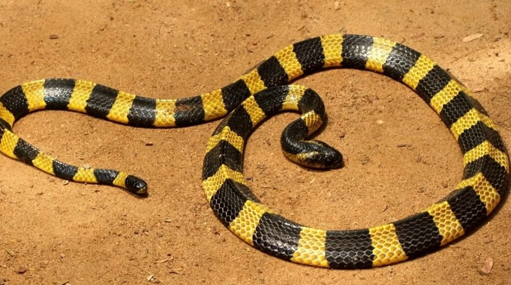 Banded Krait