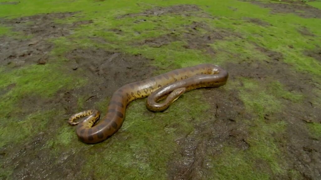 Giant Anaconda