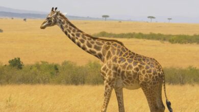 Top 10 Biggest Animals in the World Giraffe