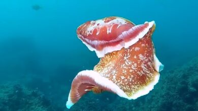 Nudibranch Species around the World Explore Their Diversity