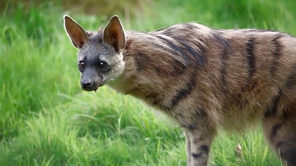 Aardwolf