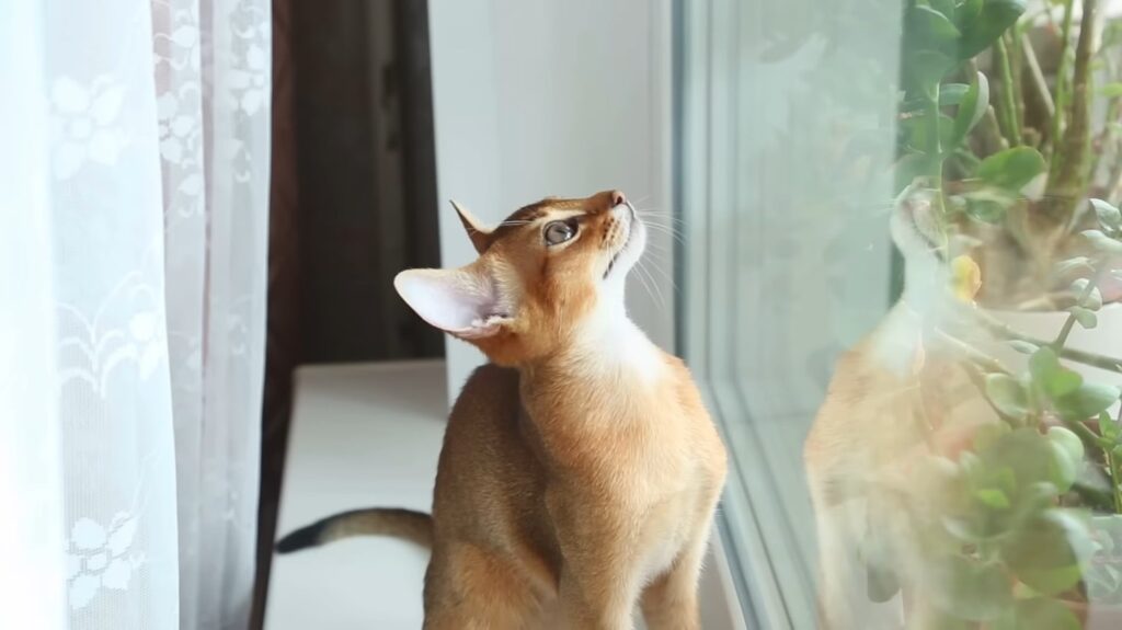 Abyssinian