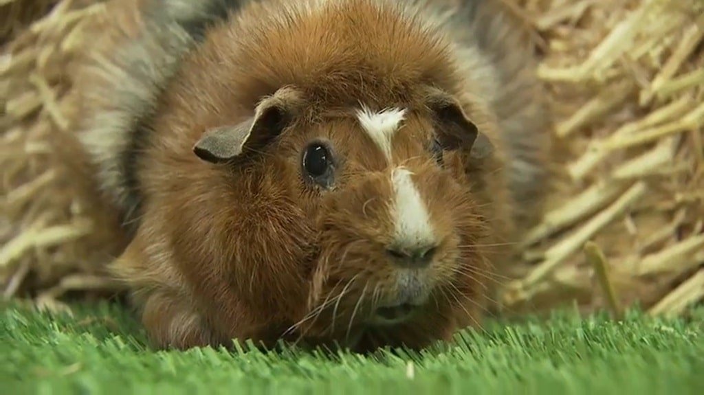 Abyssinian Guinea Pig