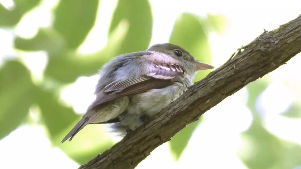 Acadian Flycatcher