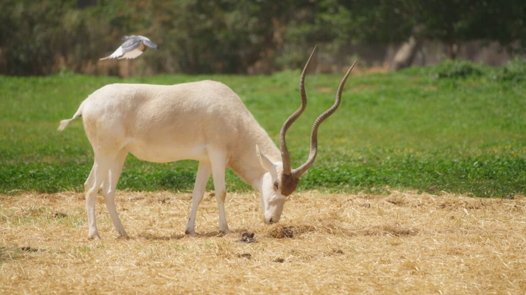 Addax