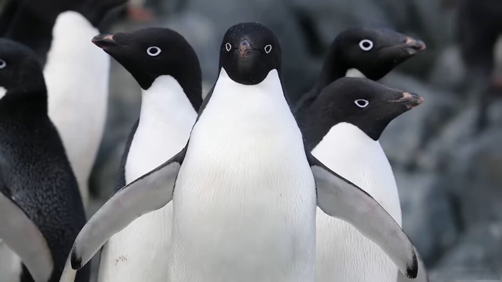 Adélie Penguin