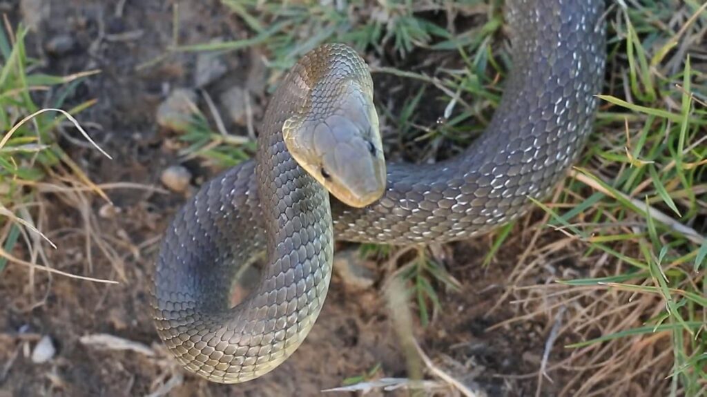 Aesculapian Snake-Animals That Start with a