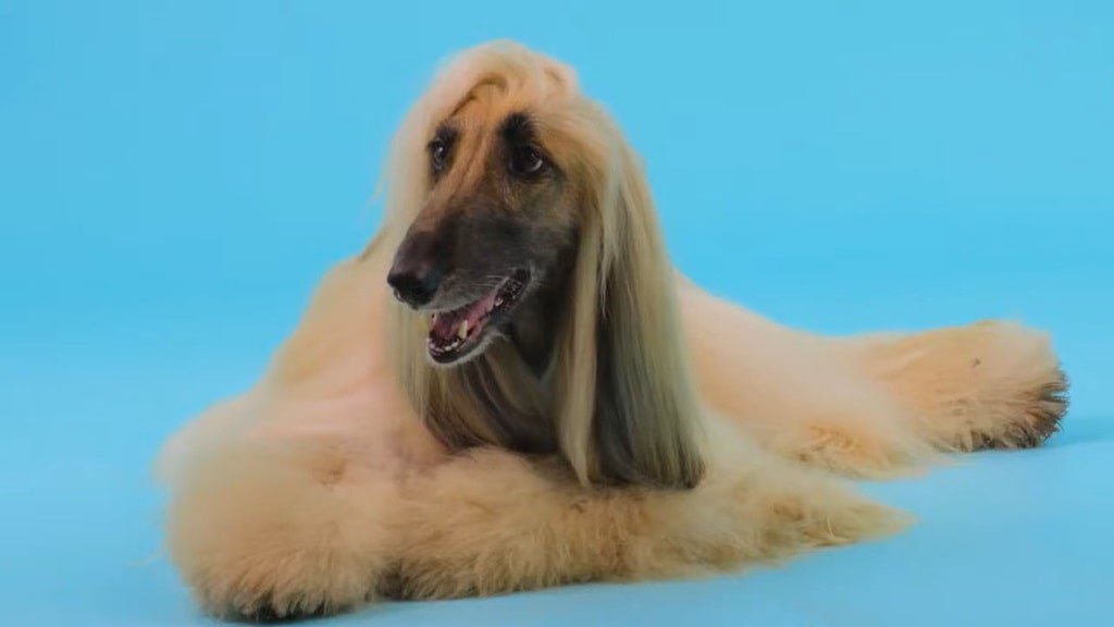 Afghan Hound-Animals That Start with a