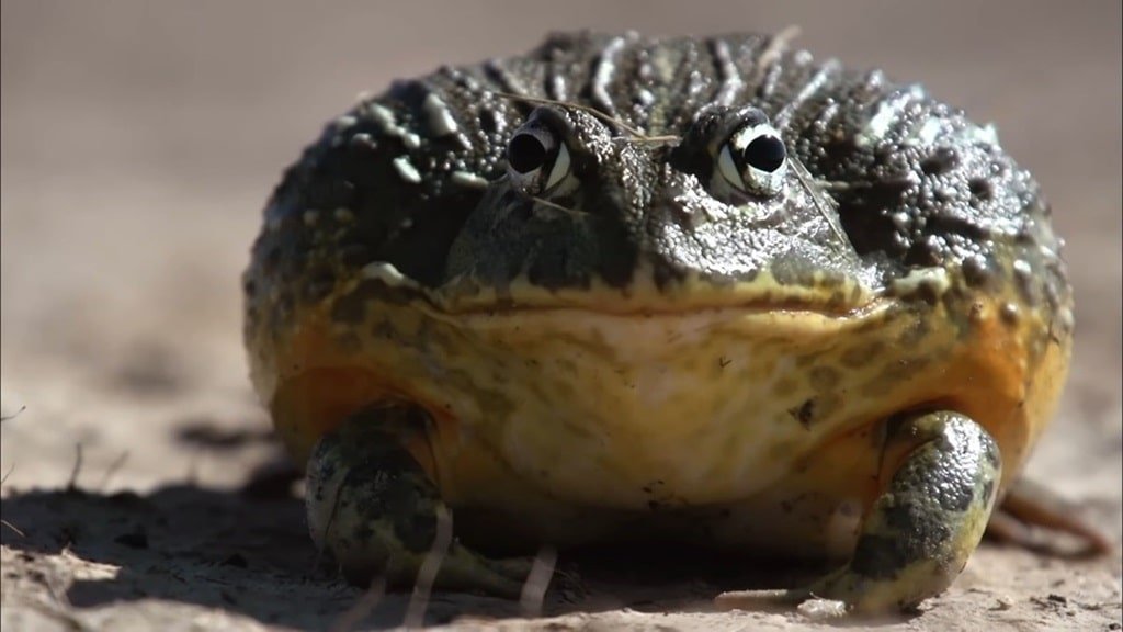 African Bullfrog-Animals That Start with a