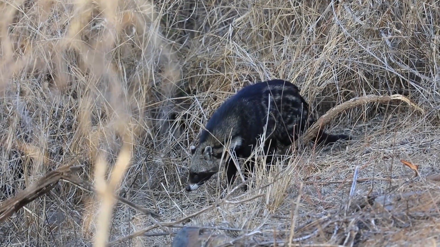 African Civet-Animals That Start with a