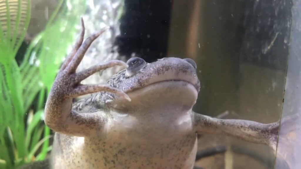 African Clawed Frog-Animals That Start with a