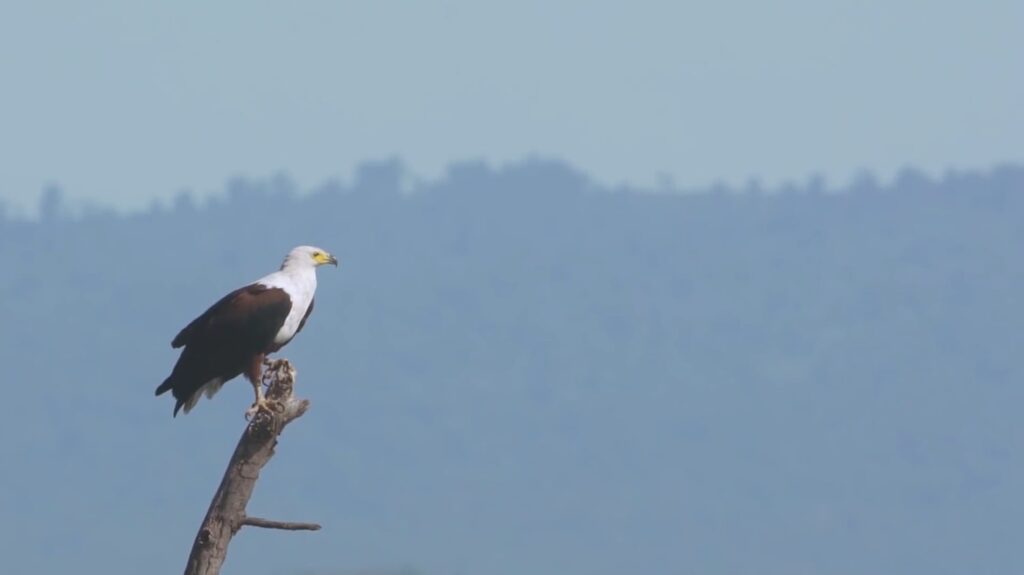 African Fish Eagle-Animals That Start with a