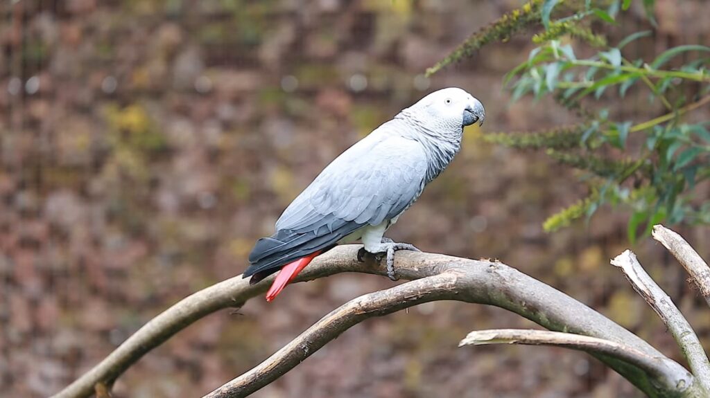 African Grey Parrot