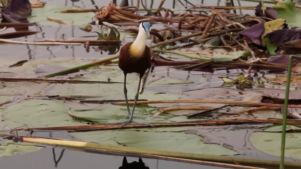 African Jacana