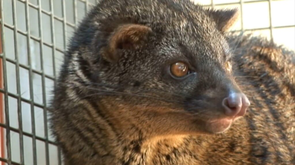 African Palm Civet