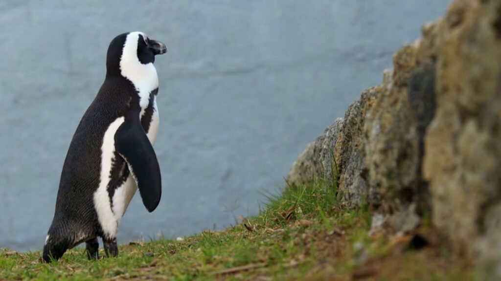 African Penguin