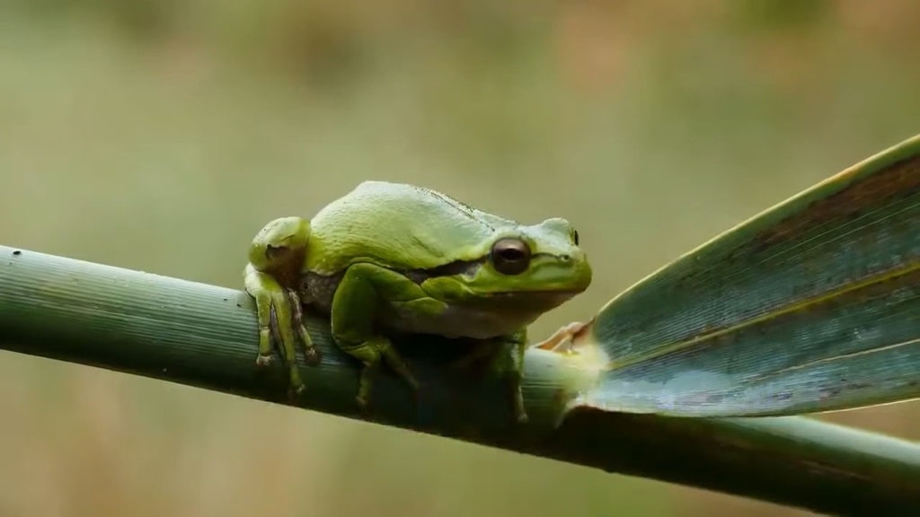 African Tree Toad