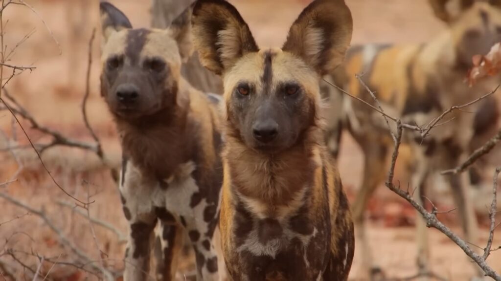 African Wild Dog