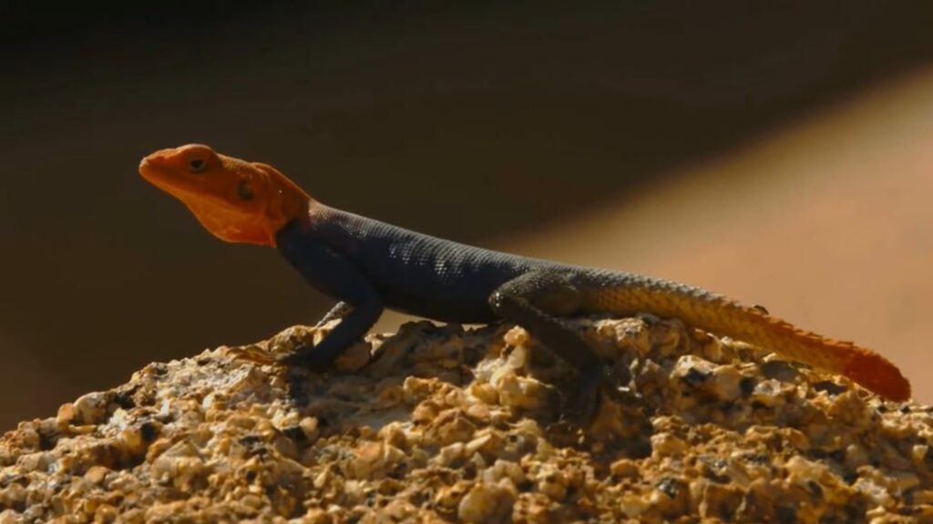 Agama Lizard