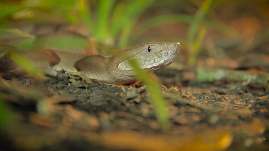 Agkistrodon Contortrix